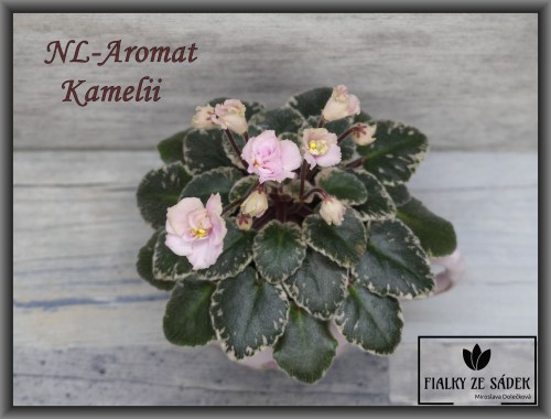NL-Aromat Kamelii